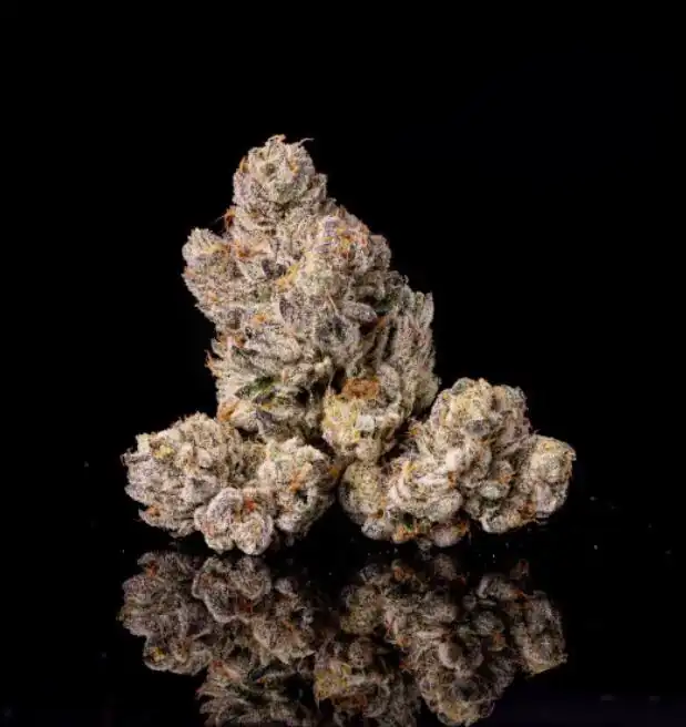 Wizard Trees - 11:11 x Zangria x6 Fem