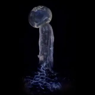 Bloom Seed Co – Dulce Bx x12 Regular