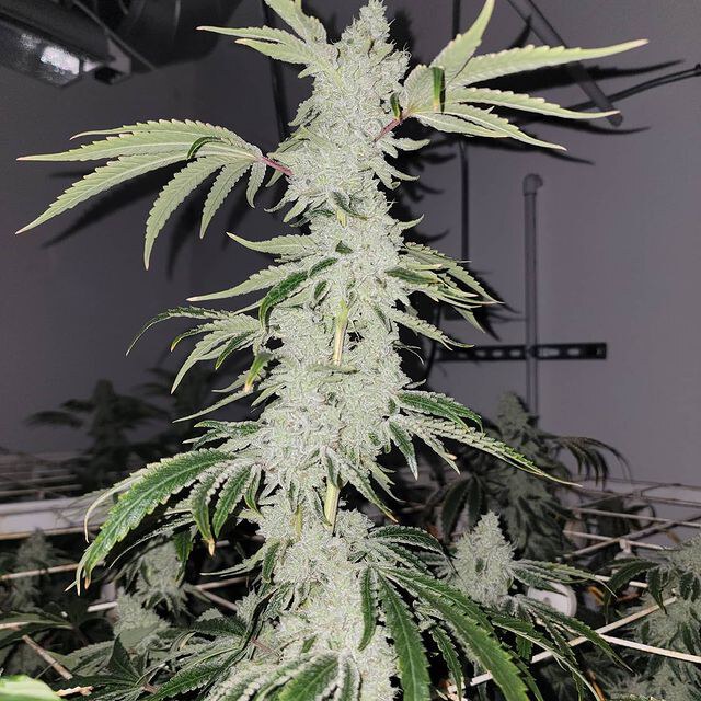 Capulator – Goat Gas x10 REG