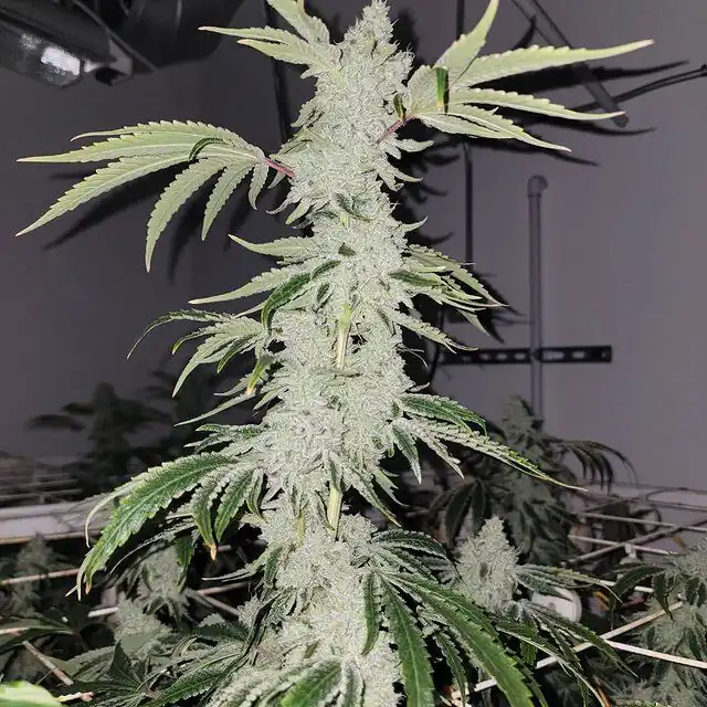 Capulator - Goat Gas x10 REG