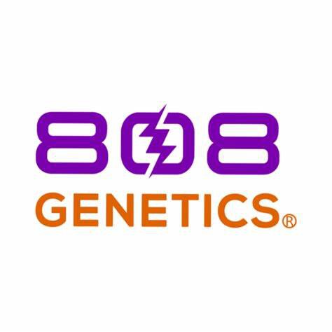 808 Genetics – Moana Gift F2 x12 Regular