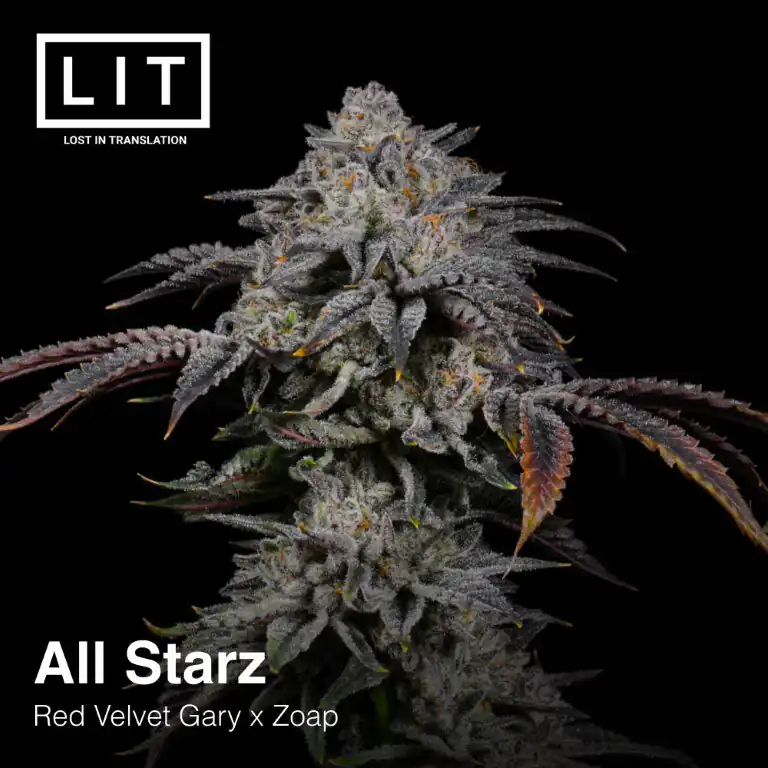 Lit Farms - All Starz x12 Fem + Pack de Regalo