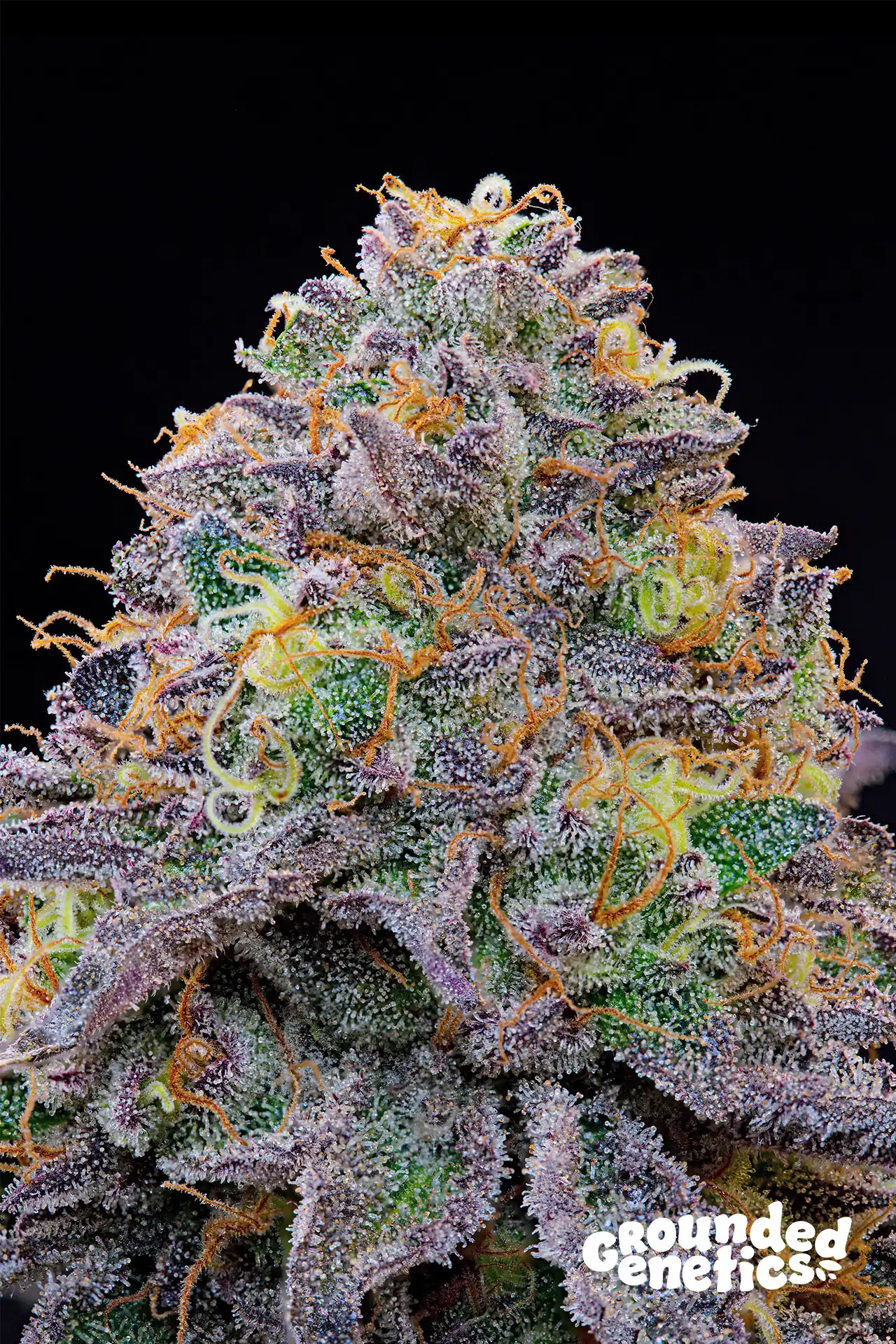 Grounded Genetics - Blue Gelonade x7 Fem