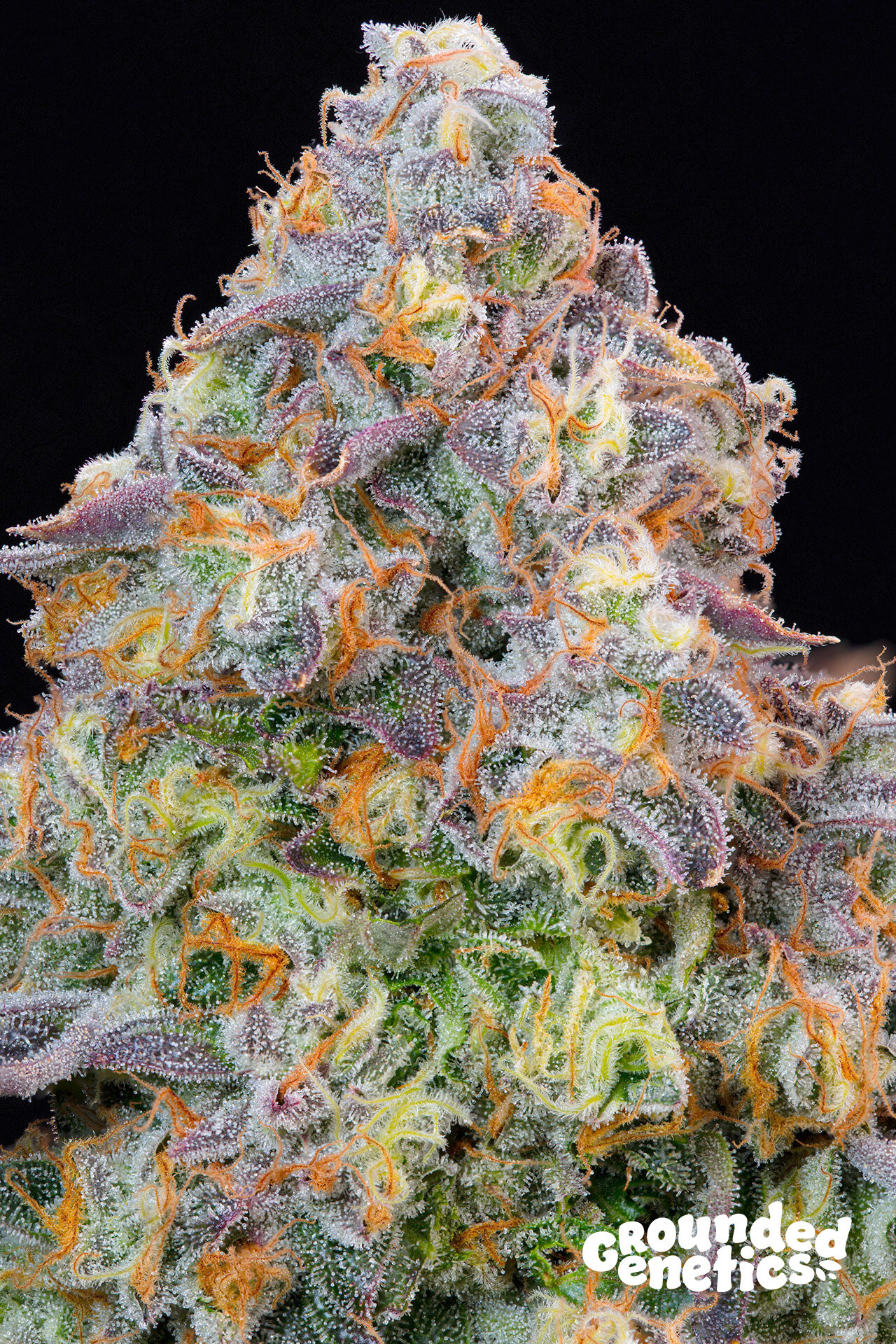 Grounded Genetics –  Blue Zlime x7 Fem