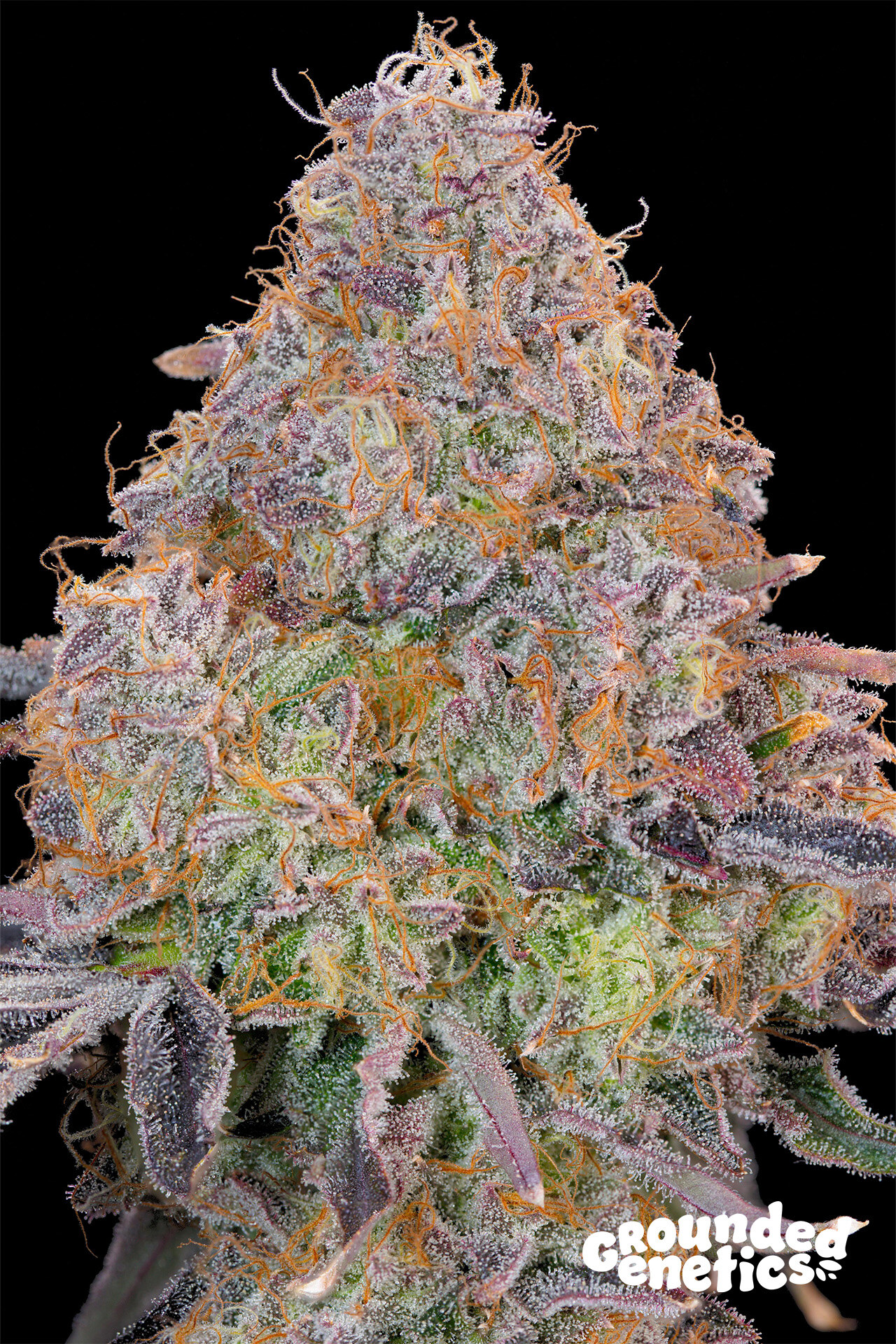 Grounded Genetics – Bluzzi x7 Fem (Last One )