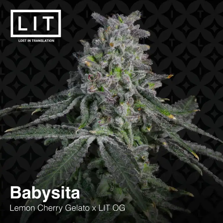 Lit Farms - Babysita x12 Fem