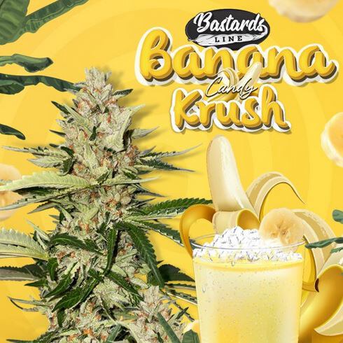 Banana Candy Krush x2 Fem