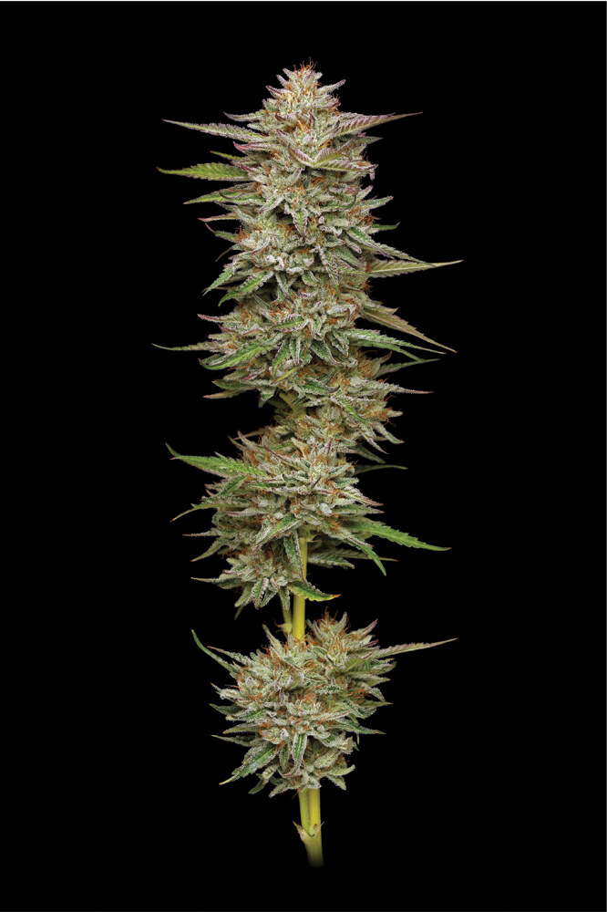 Humbold Seed Co – Banana Og x5 Fem