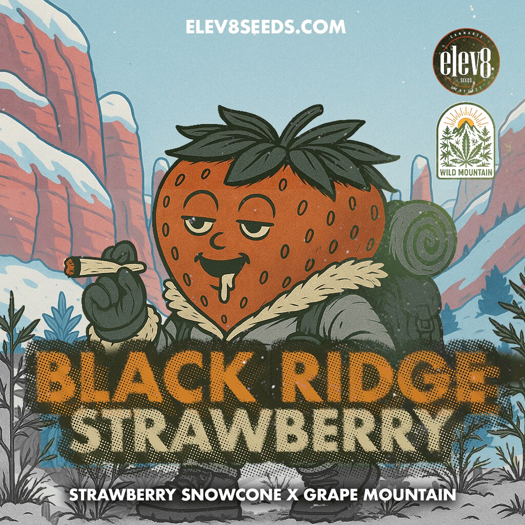 Elev8 Seeds – Black Ridge Strawberry x3 Fem