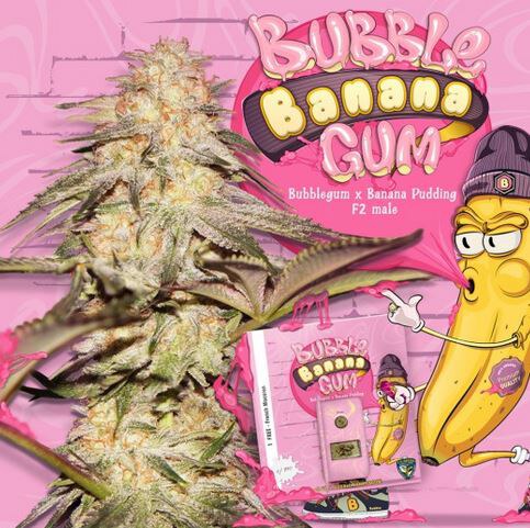 Th Seeds – BubbleBananaGum x6 Fem + 1 French Macarron