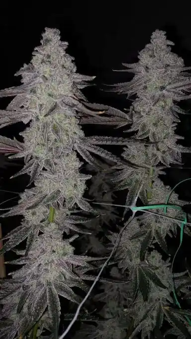 Seed Junky Genetics - Cap Junky x10 Fem