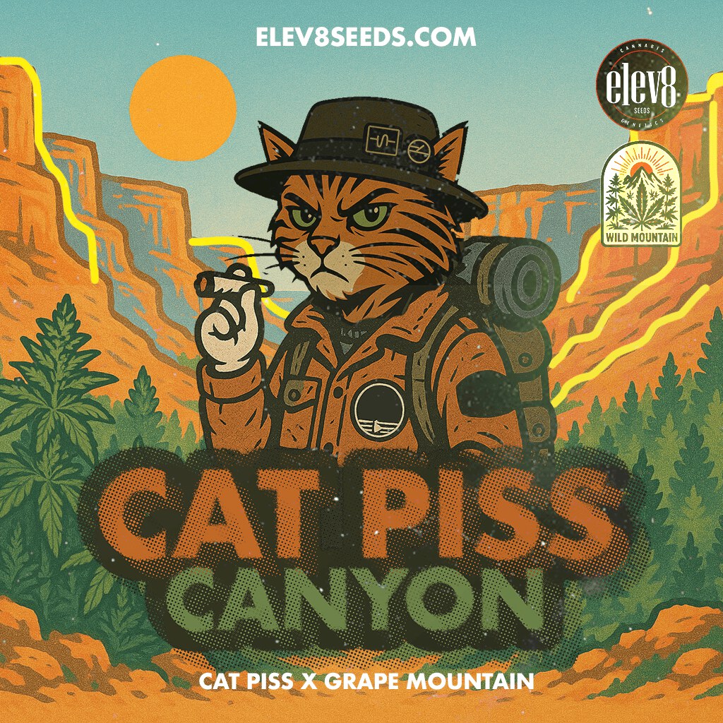 Elev8 Seeds – Cat Piss Canyon x3 Fem