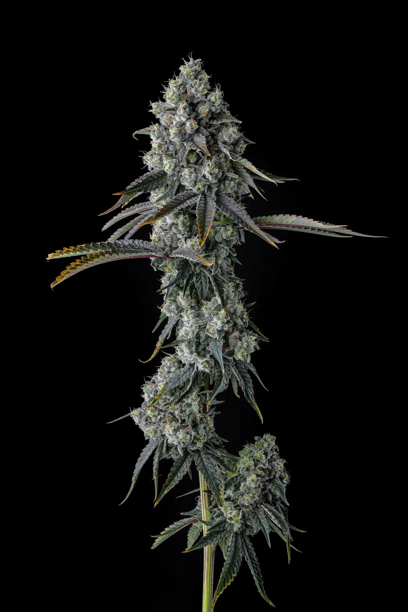 Compound Genetics – Chem 51  x7 Fem