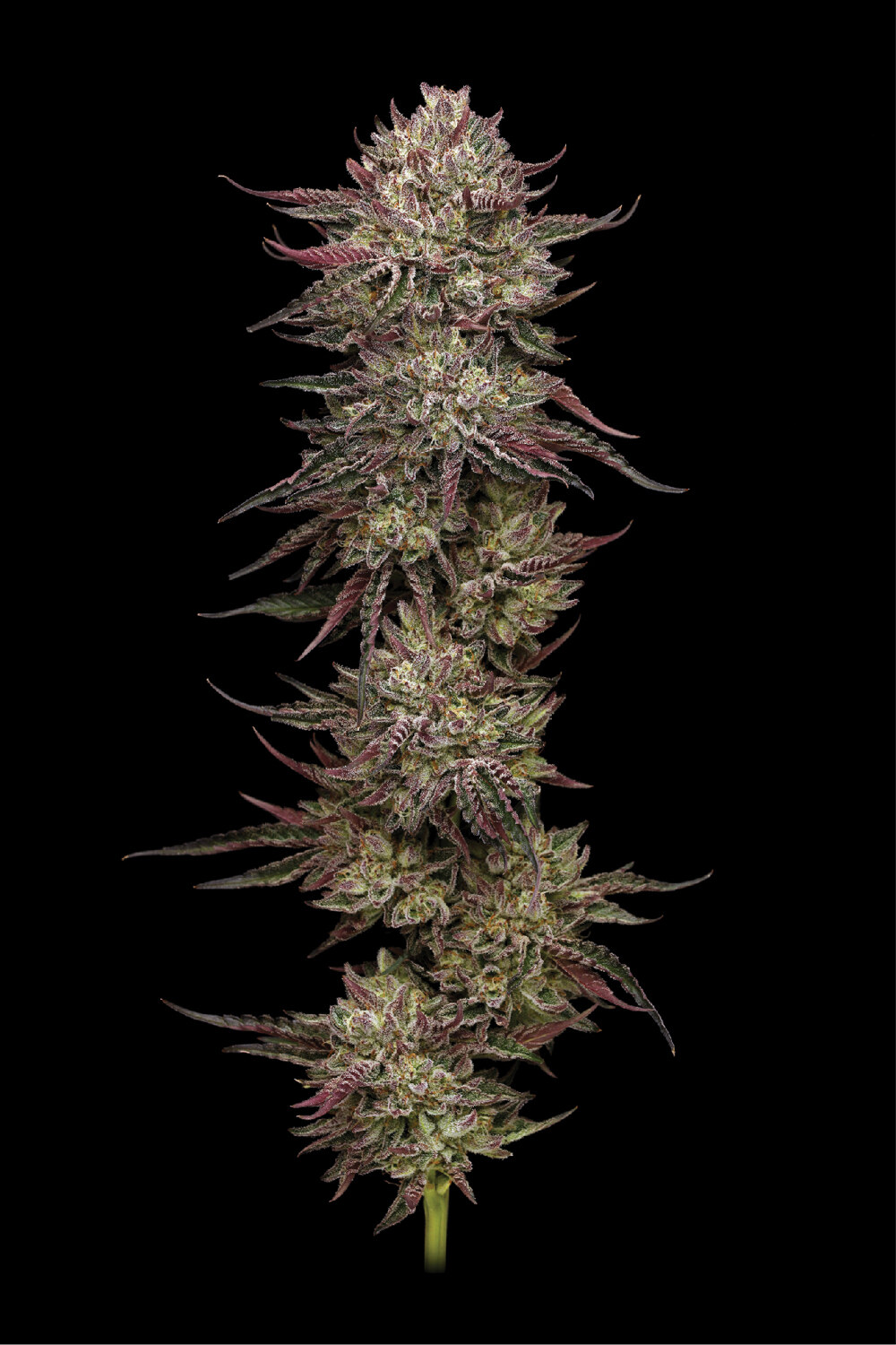 Humbold Seed Co- Chicke’n Wafflez x5 Fem