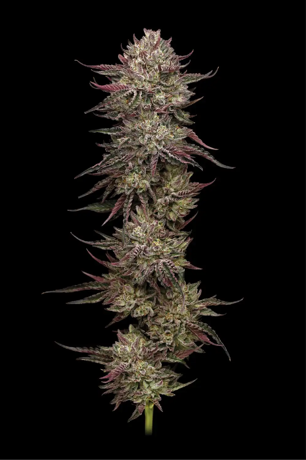 Humbold Seed Co- Chicke’n Wafflez x5 Fem