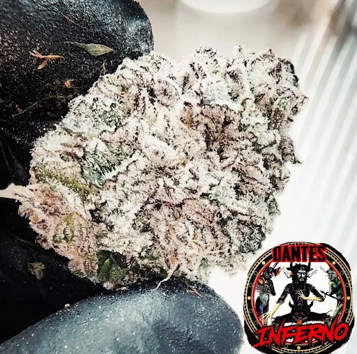 Tiki Madman – Dantes Inferno x6 Fem + pack de regalo dr 41