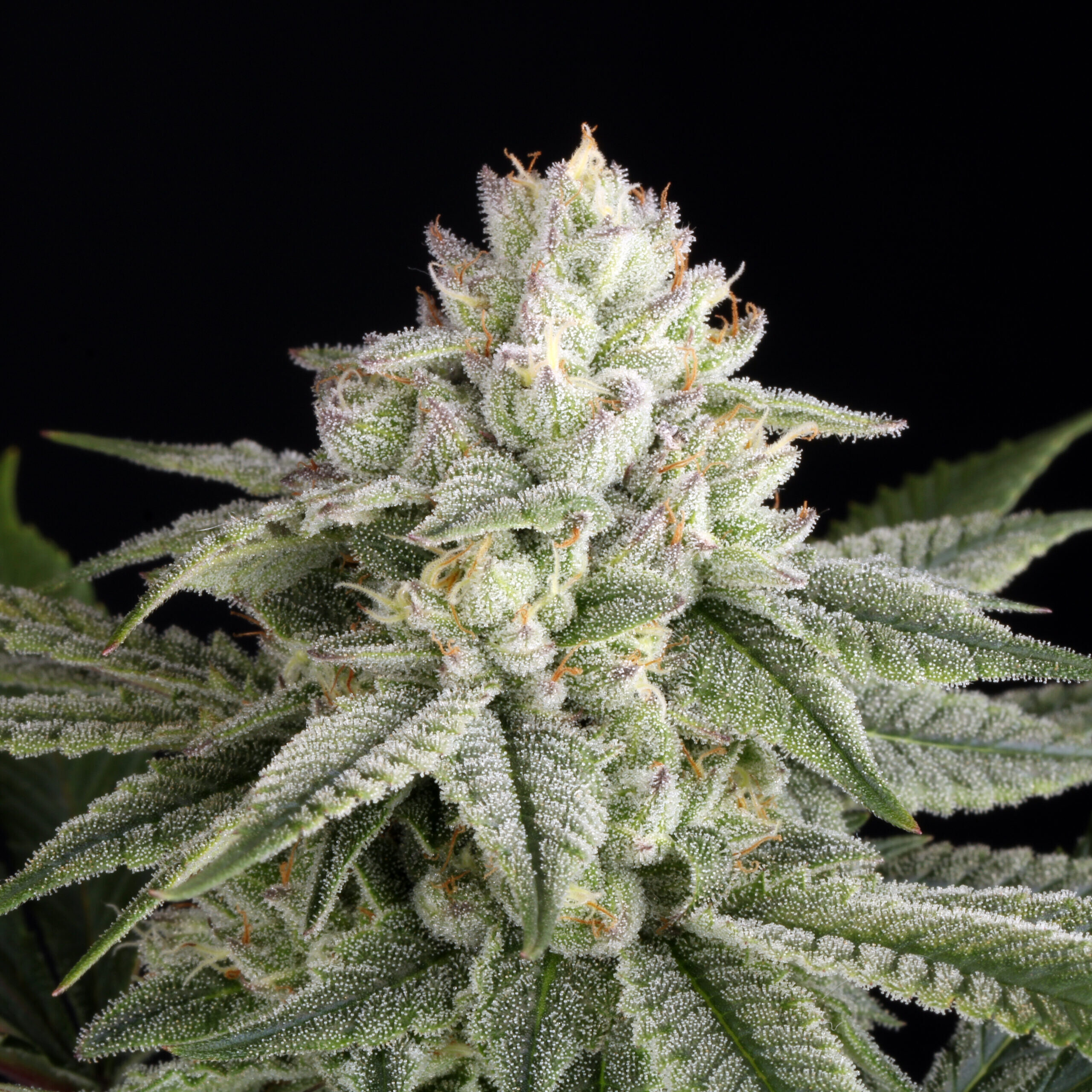 Eleve8 Seeds – Fruity Sugar Cookie x3 Fem