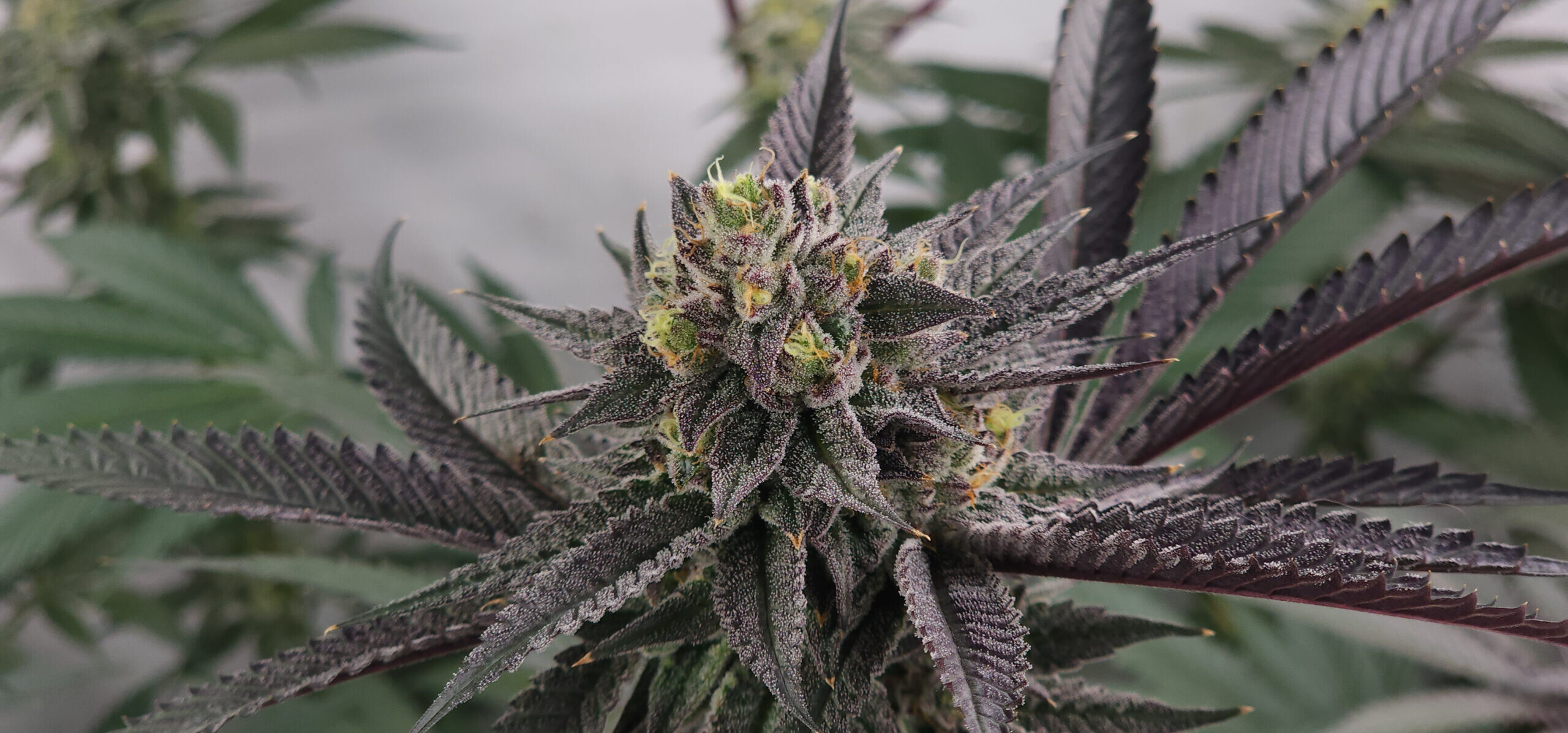 Elev8 Seeds – Gary Burguer x3 Fem