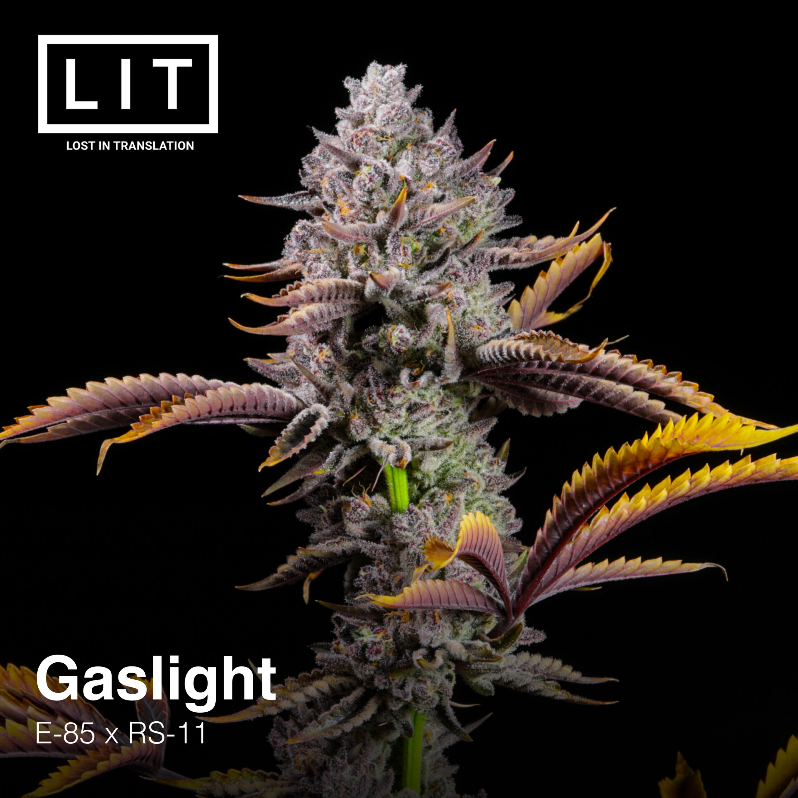 Lit Farms – Gaslight x6 Fem