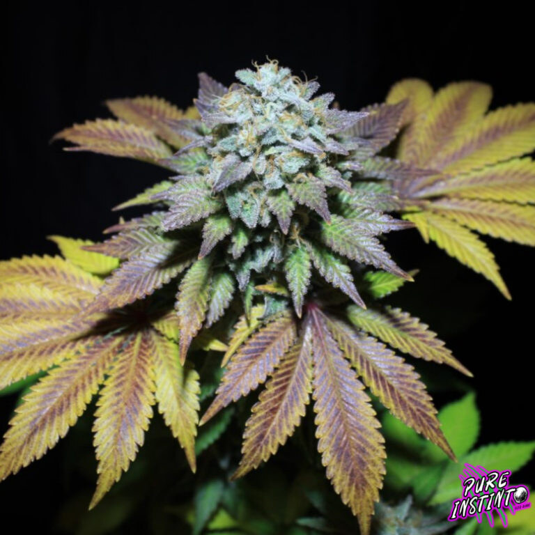 Pure Instinto – Gorilla Cookies x4 Fem