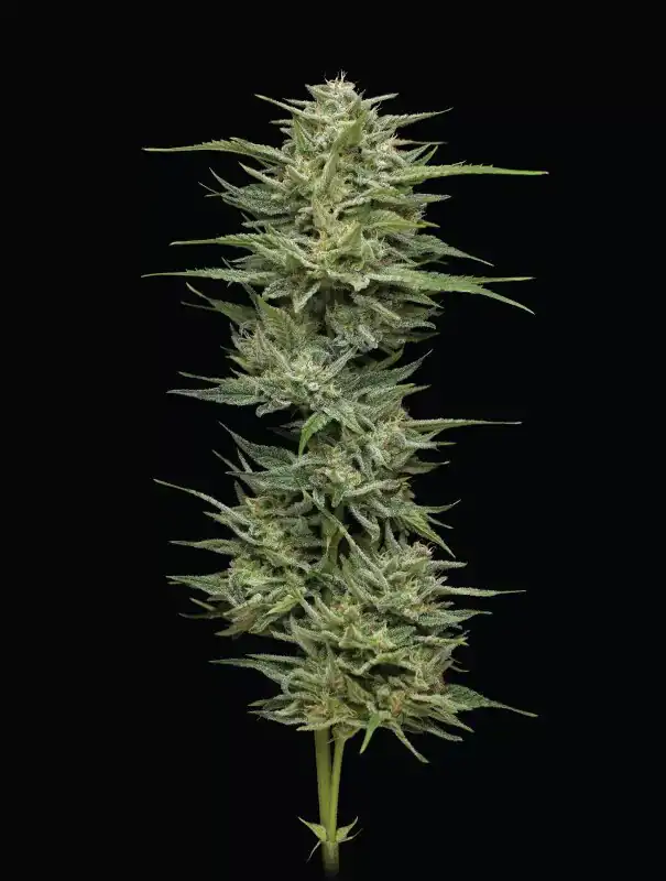 Humbold Seed Co – Hella Jelly x5 Fem