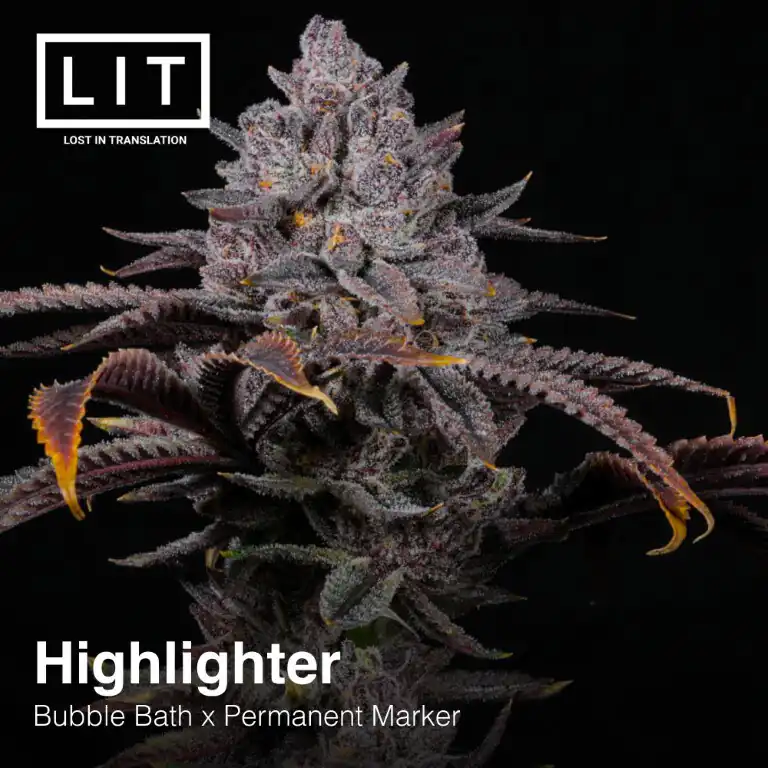 Lit Farms - Hightlighter x12 Fem