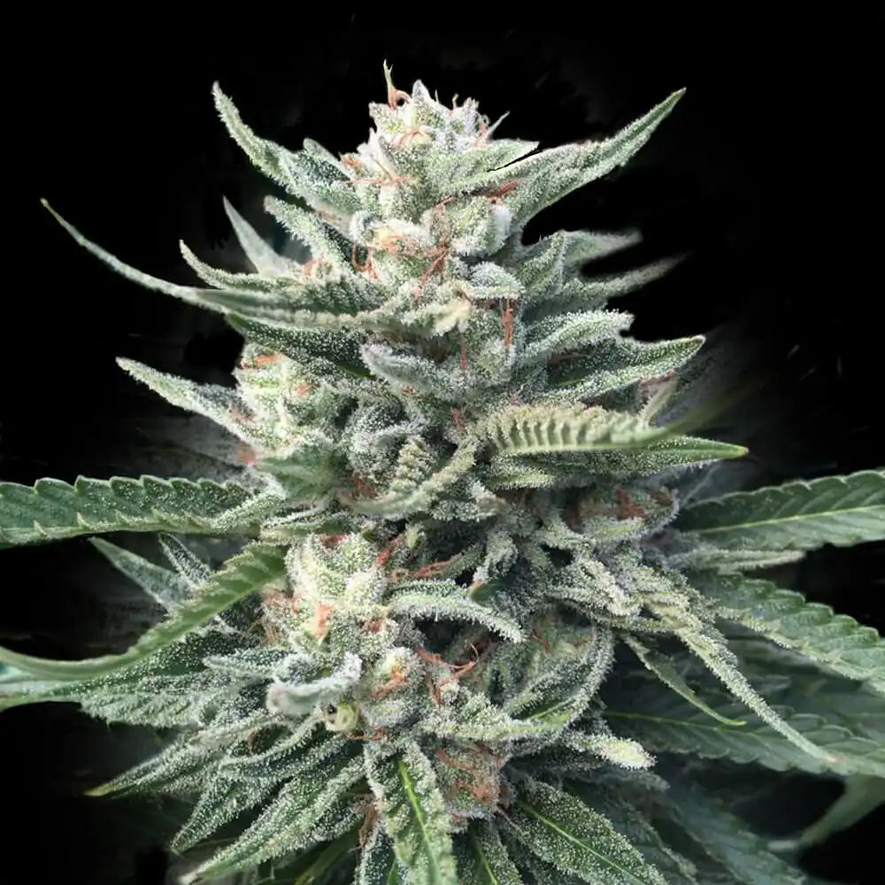 Dna Genetics – Chocolope 256 x10 Reg
