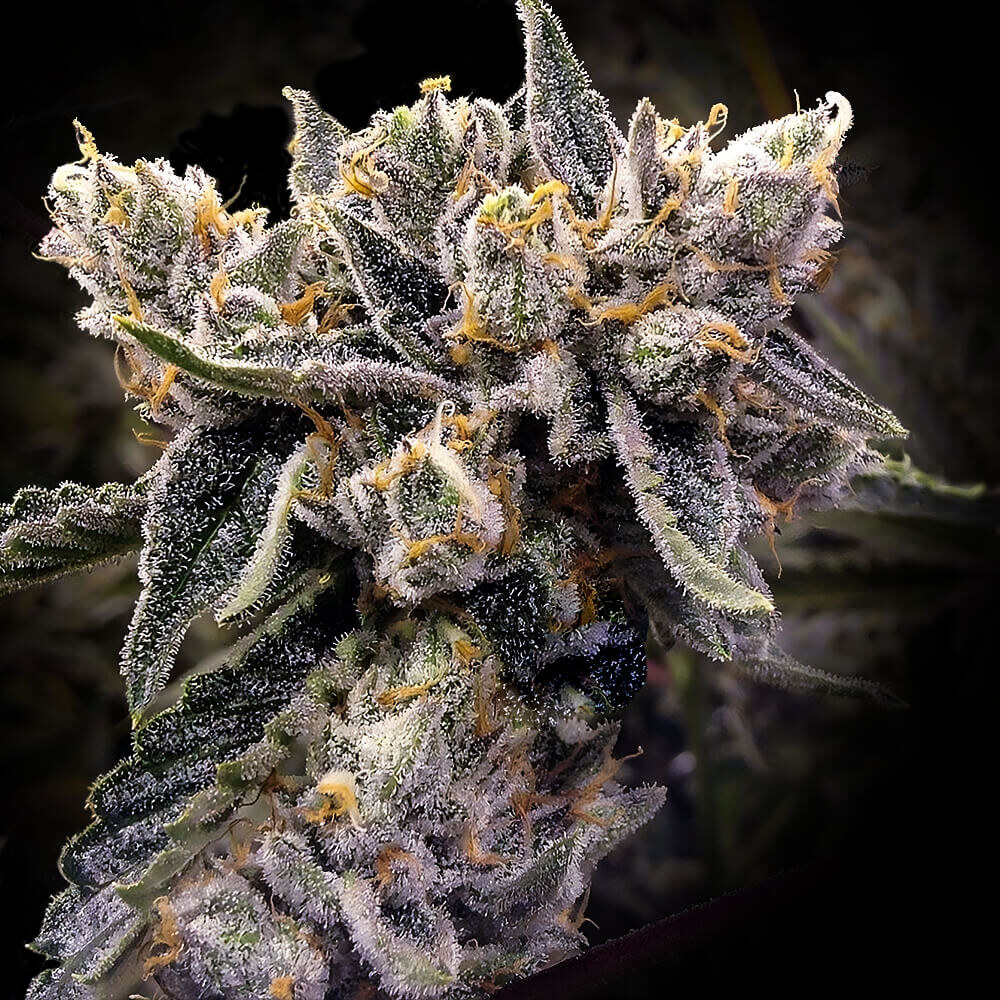 Dna Genetics – Bruised Bananas x10 Fem
