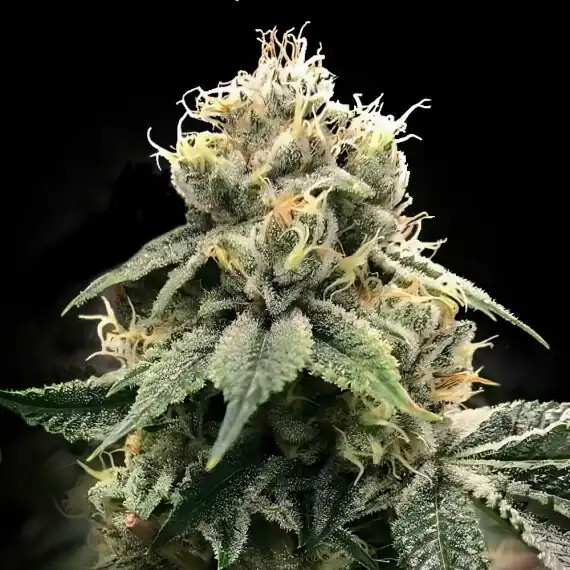 Dna Genetics – C.T.S Aka “Chocolate Truffle Shuffle” x10 Fem