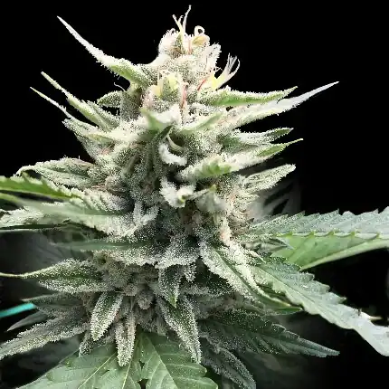 Dna Genetics - Honey Bananas S1 x10 Fem