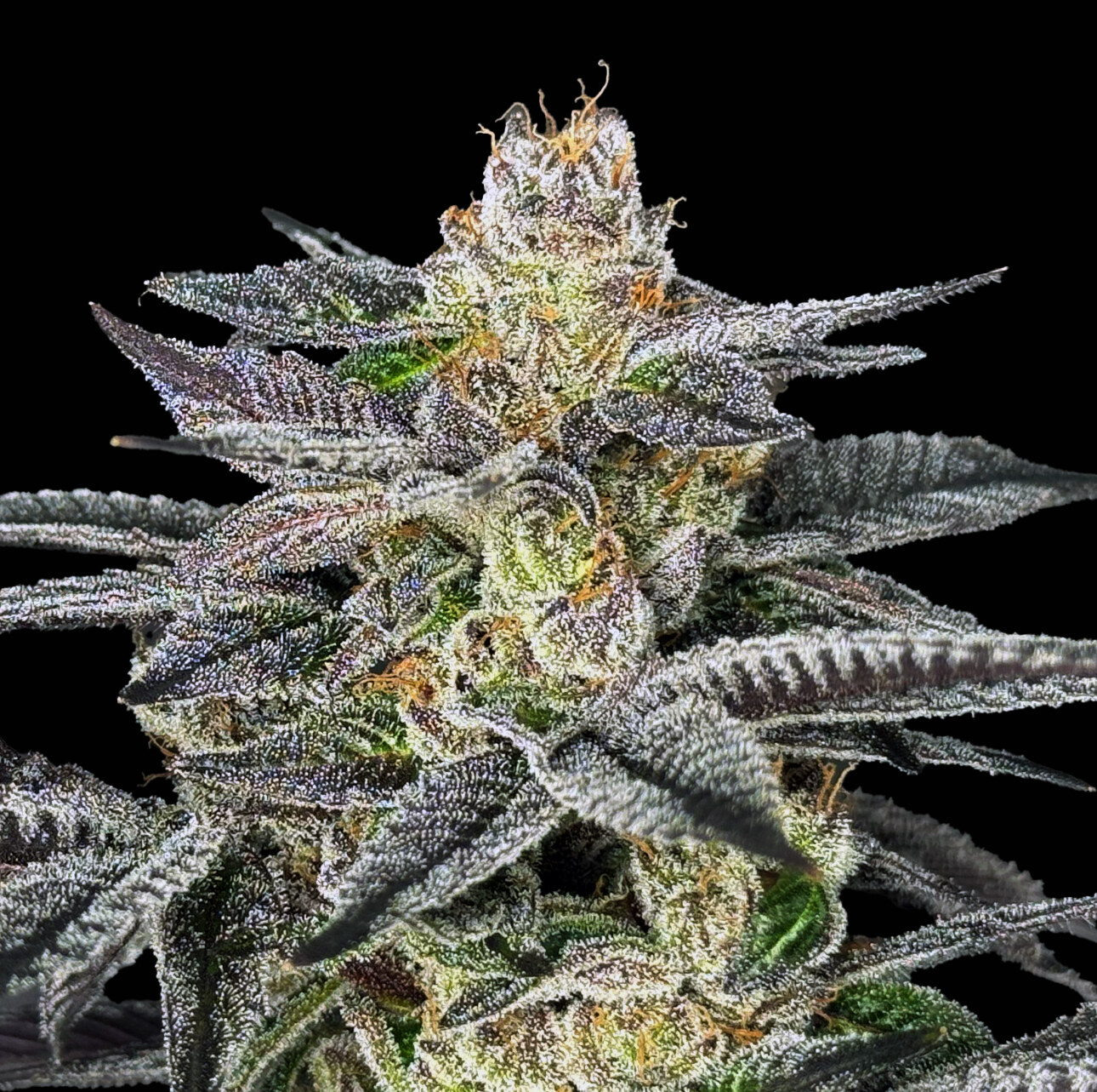 Elev8 Seeds – Nerds Rope x3 Fem