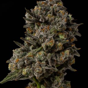 Seed Junky Genetics – 25 Eyes x10 Fem