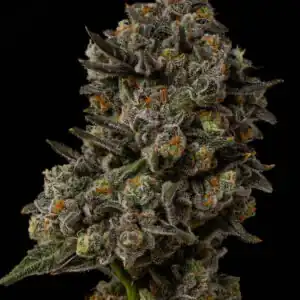 Seed Junky Genetics - 25 Eyes x10 Fem