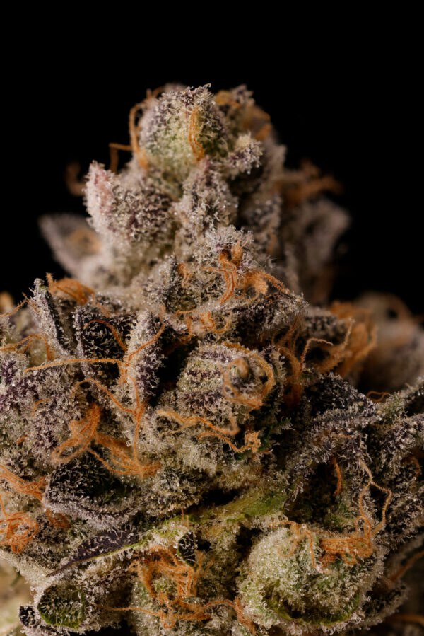 Seed Junky Genetics – Malibu Marker x10 Fem