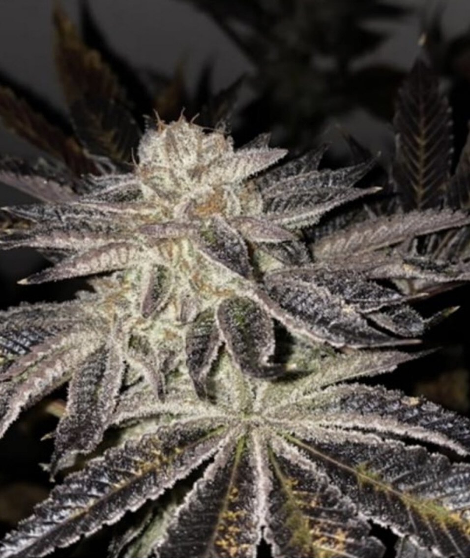TH Seeds – French Kisz x11 Reg