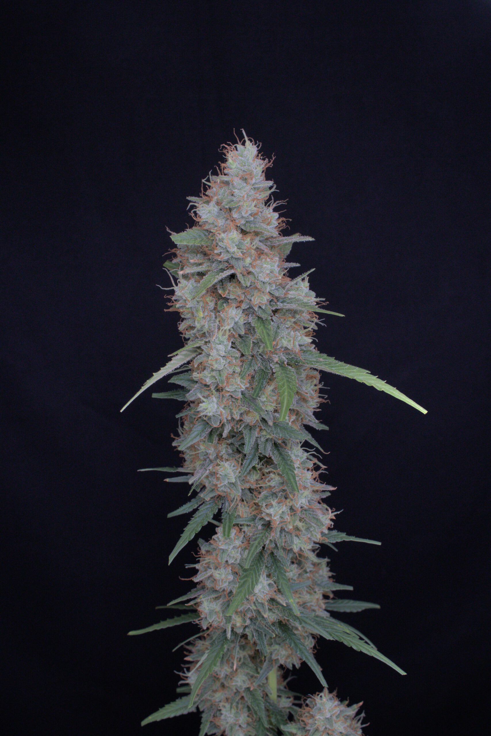 Pure Instinto – Honeyed Cream Dream x4 Fem