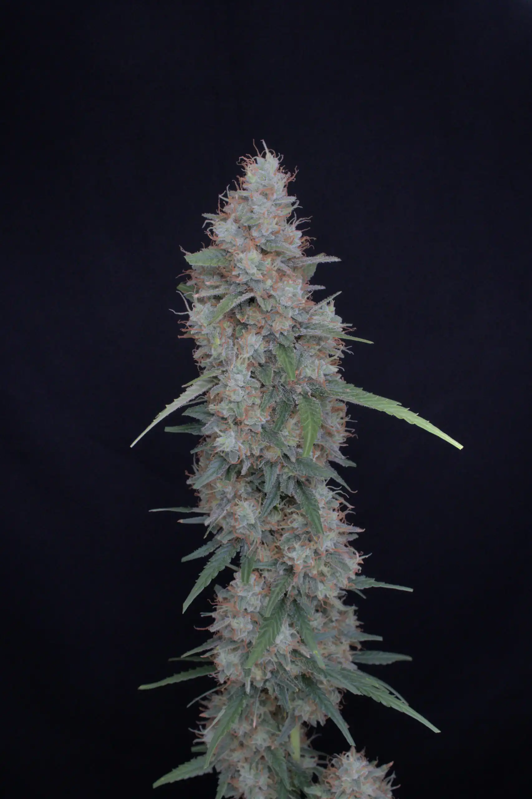 Pure Instinto – Honeyed Cream Dream x4 Fem