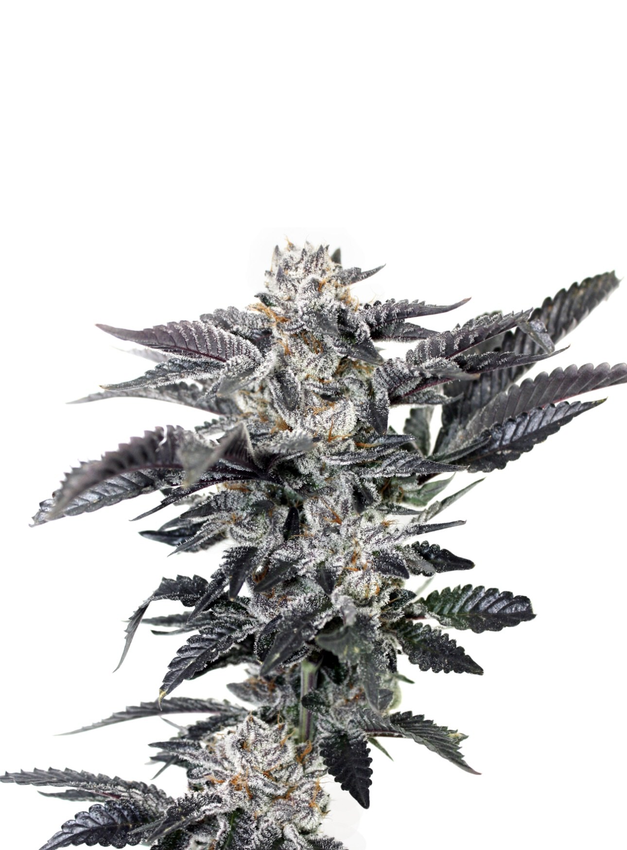 Elev8 Seeds – Reef Rider x3 Fem