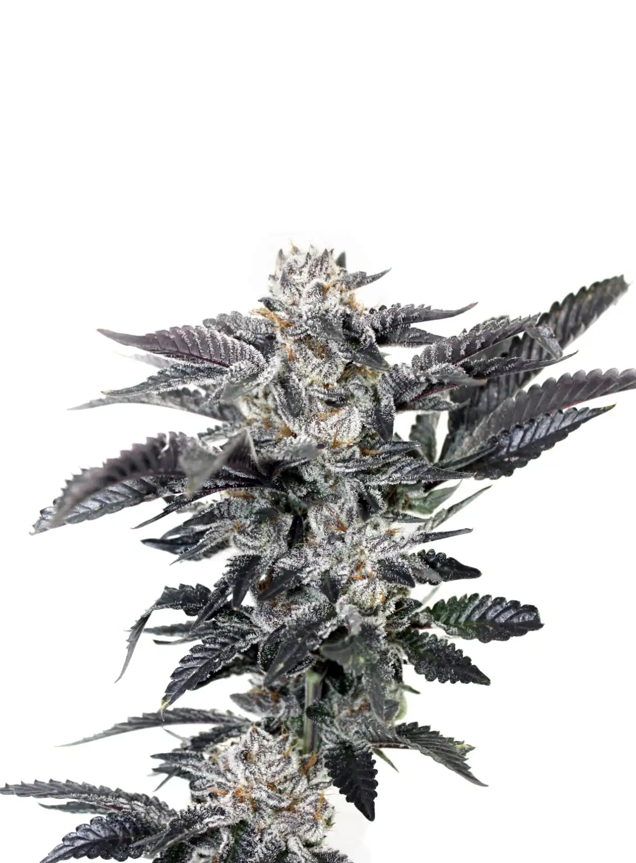Elev8 Seeds - Reef Rider x3 Fem