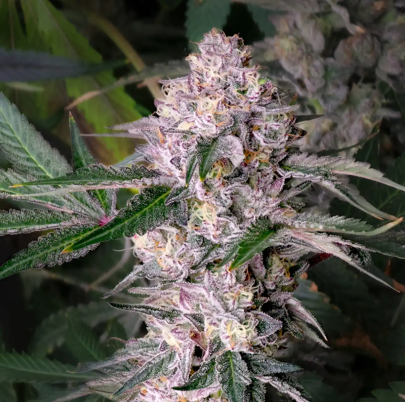 Elev8 Seeds - Kaleidozoap x3 Fem