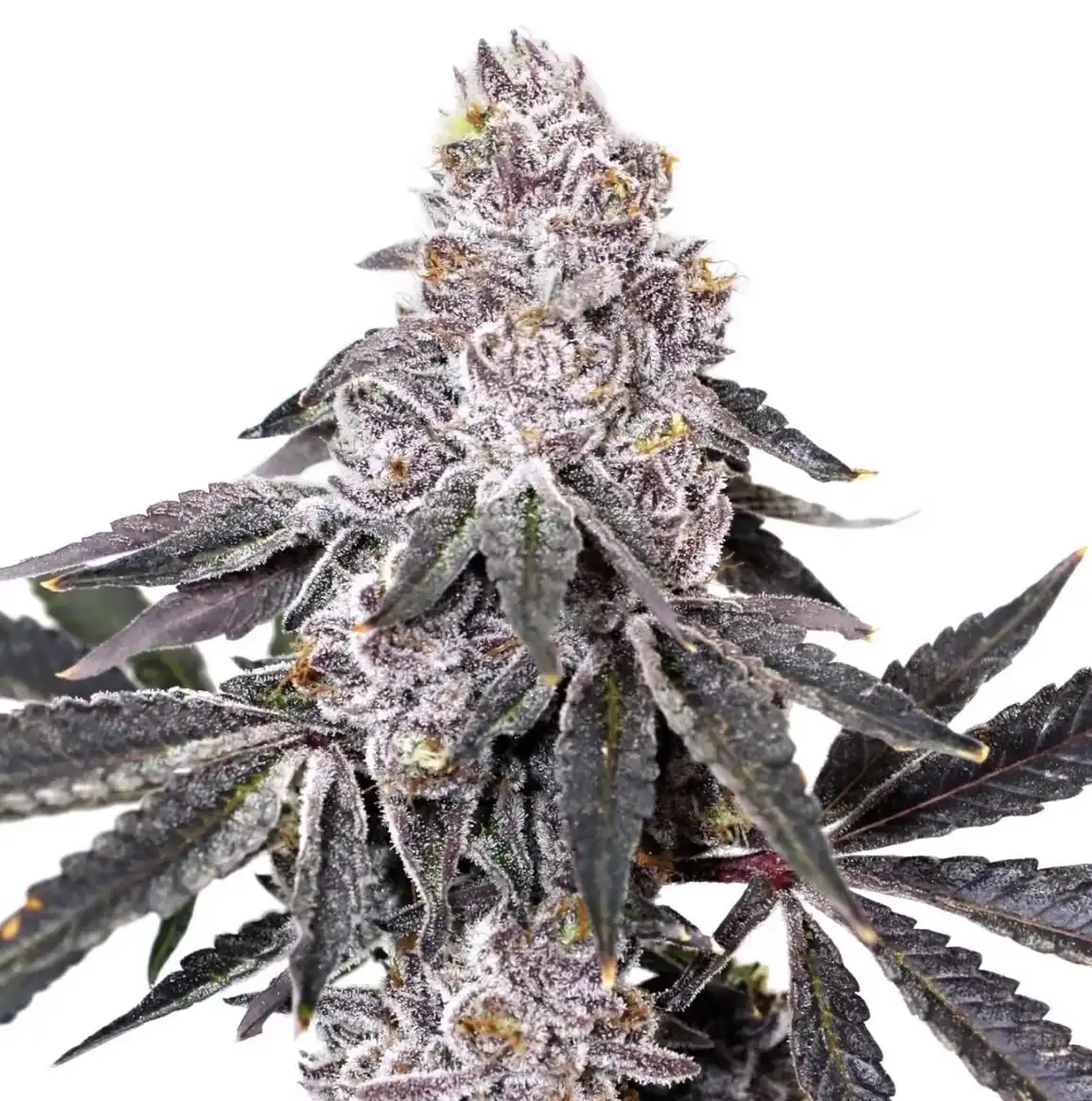 Elev8 Seeds - Berry Crusher x3 Fem