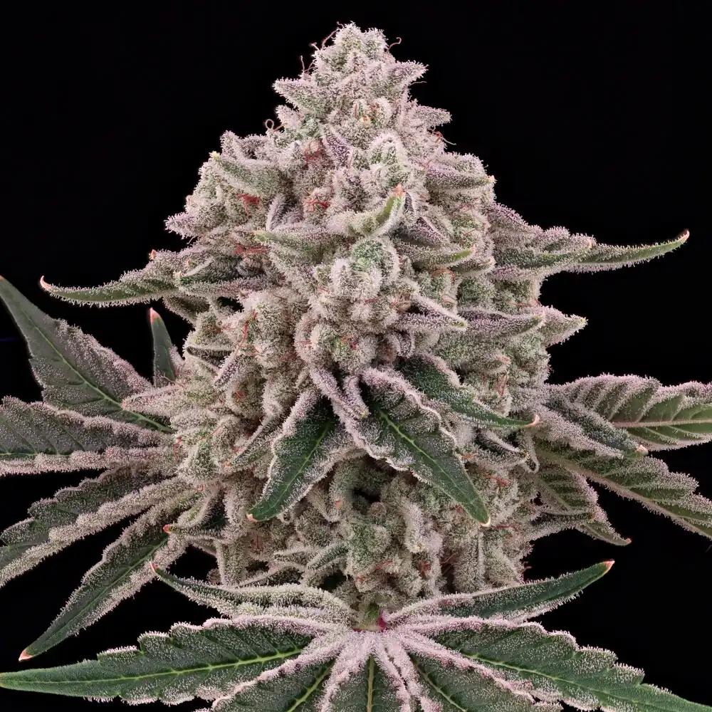 Alíen Genetics - Moonpaver x12