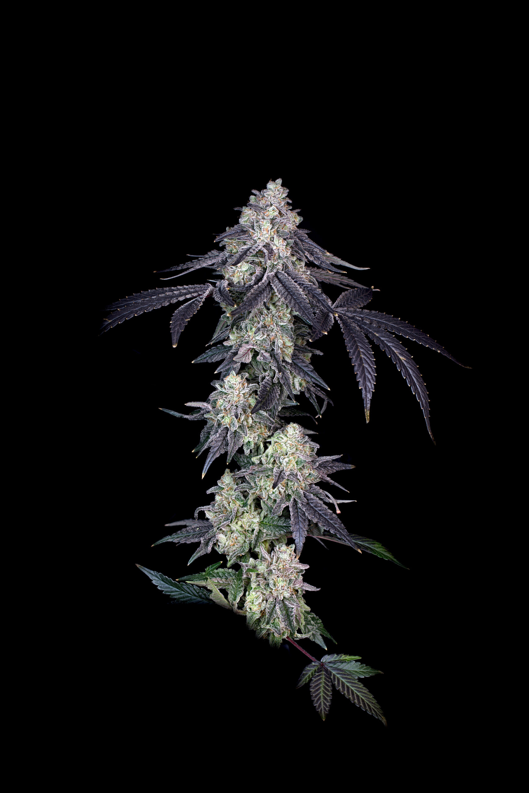 Bloom Seed Co – Rainbow Push Pop x12 Regular