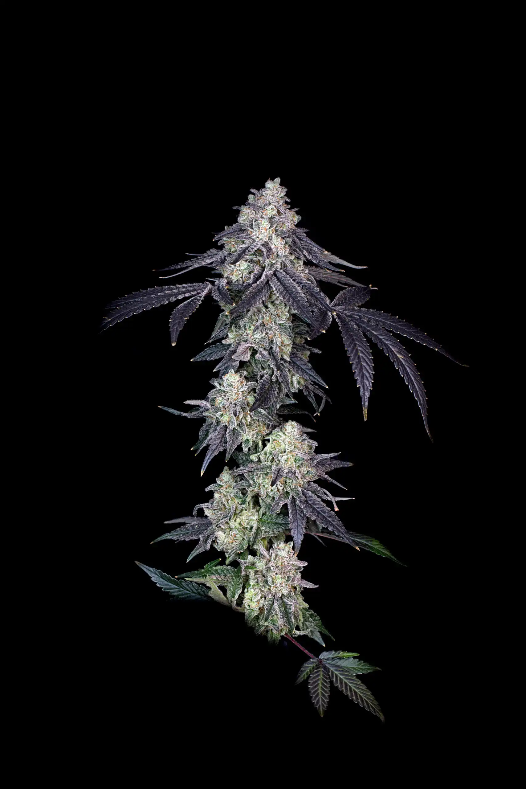 Bloom Seed Co - Rainbow Push Pop x12 Regular