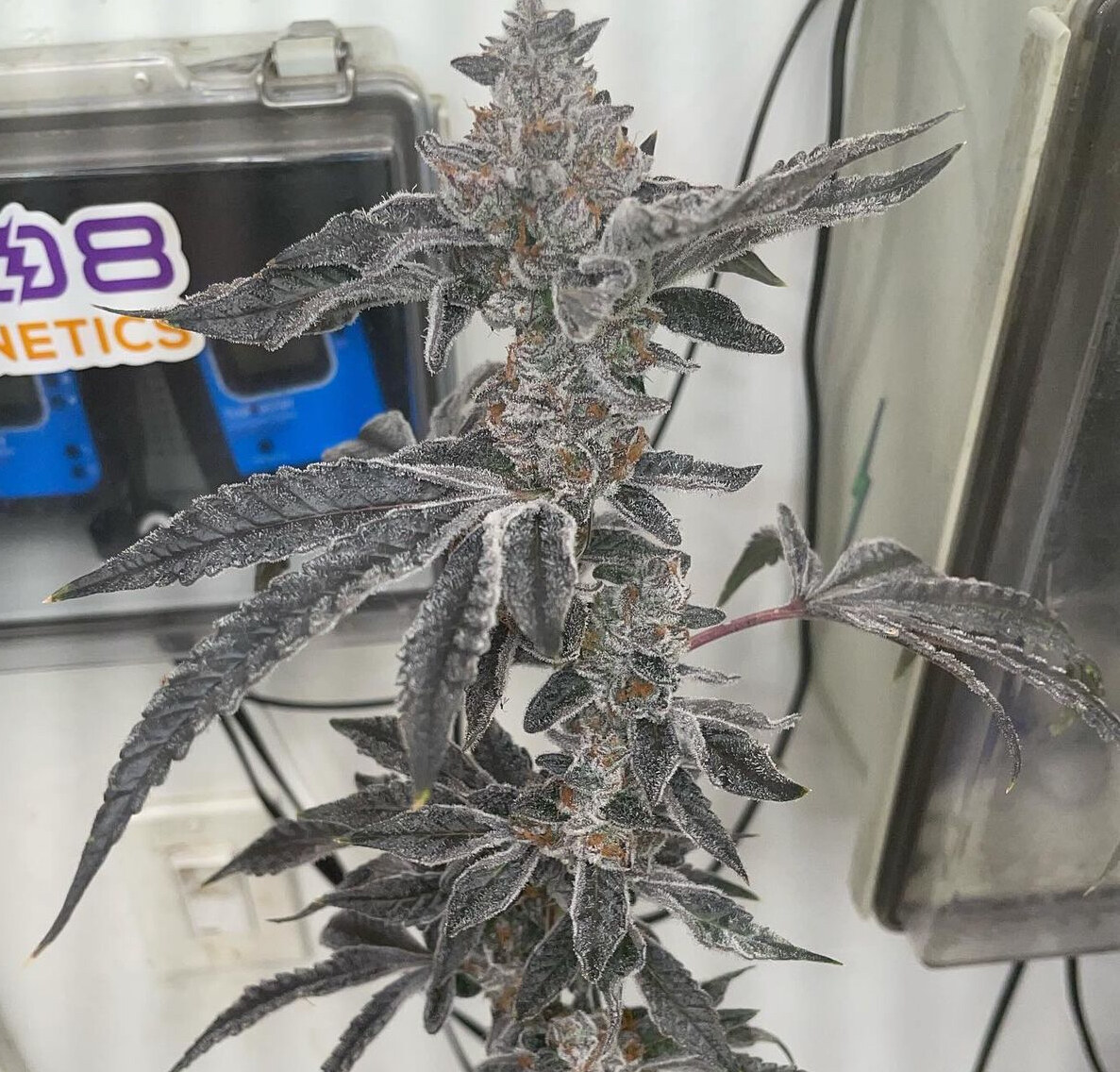 808 Genetics – Peanut Butter Popz x12 Regular (PBB BX2)