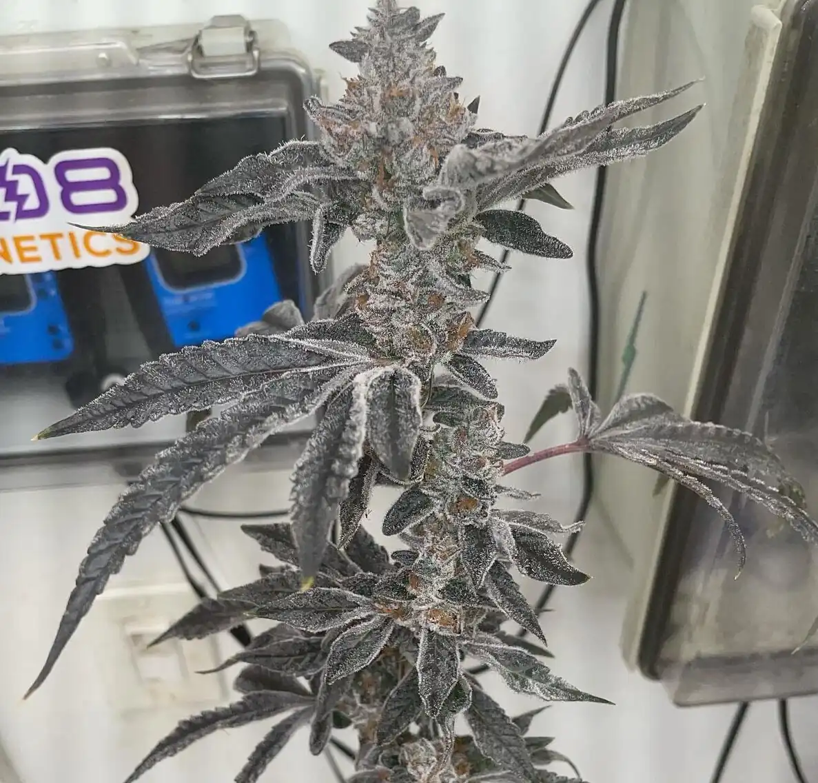 808 Genetics - Peanut Butter Popz x12 Regular (PBB BX2)