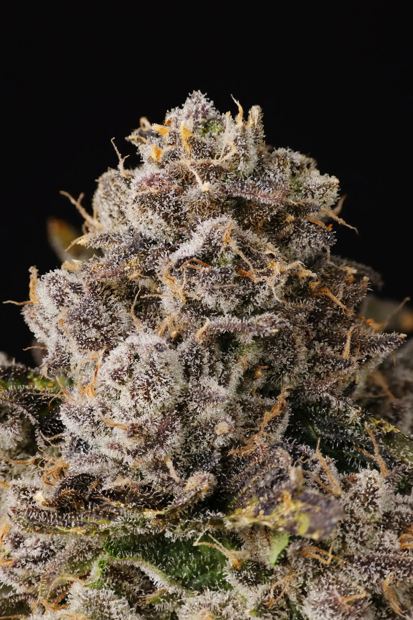 Seed Junky Genetics - Magic Gum Drops x10 Fem