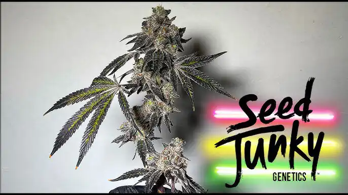 Seed Junky Genetics - Amaretto Sour x10 Fem