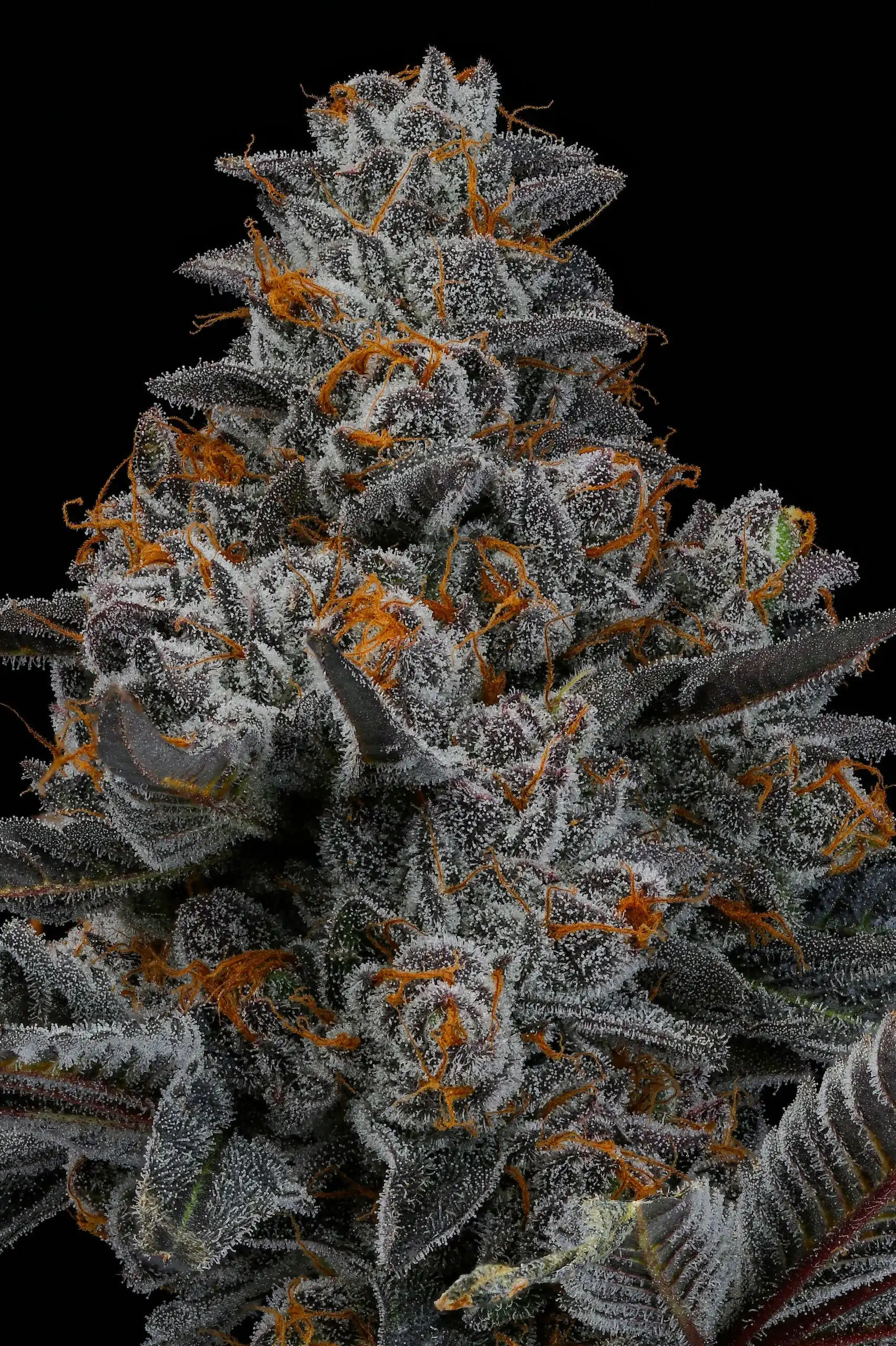 Seed Junky Genetics - Magic Ztrawz x10 Fem