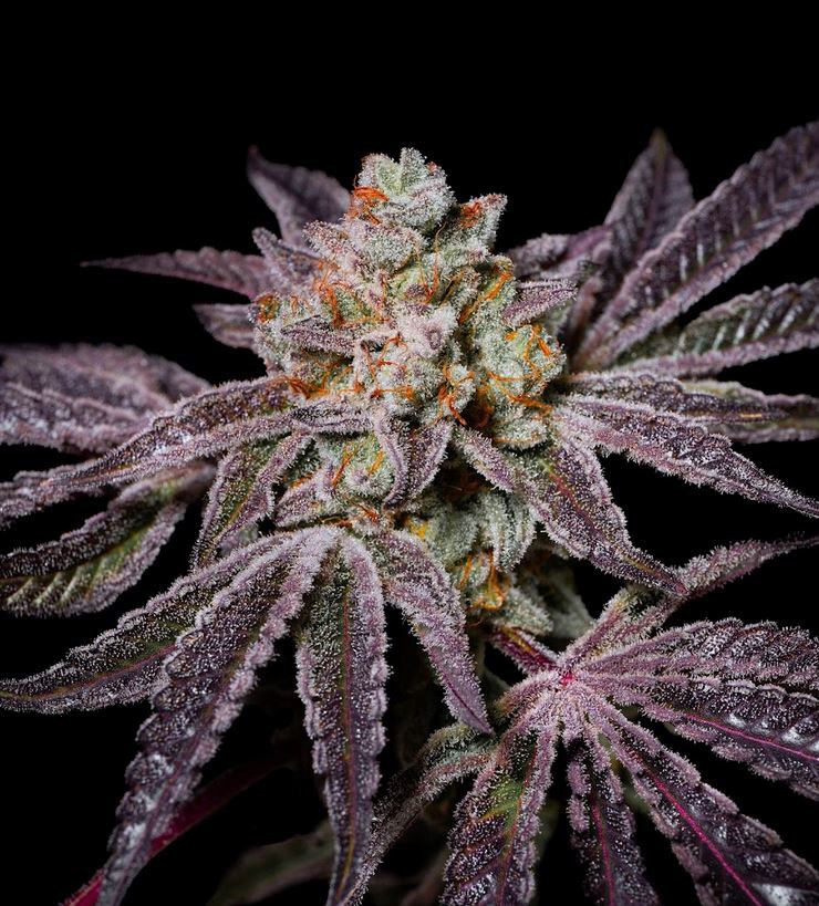 Pure Instinto – Insanity Og x3 Fem